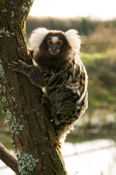 Manor Wildlife Park