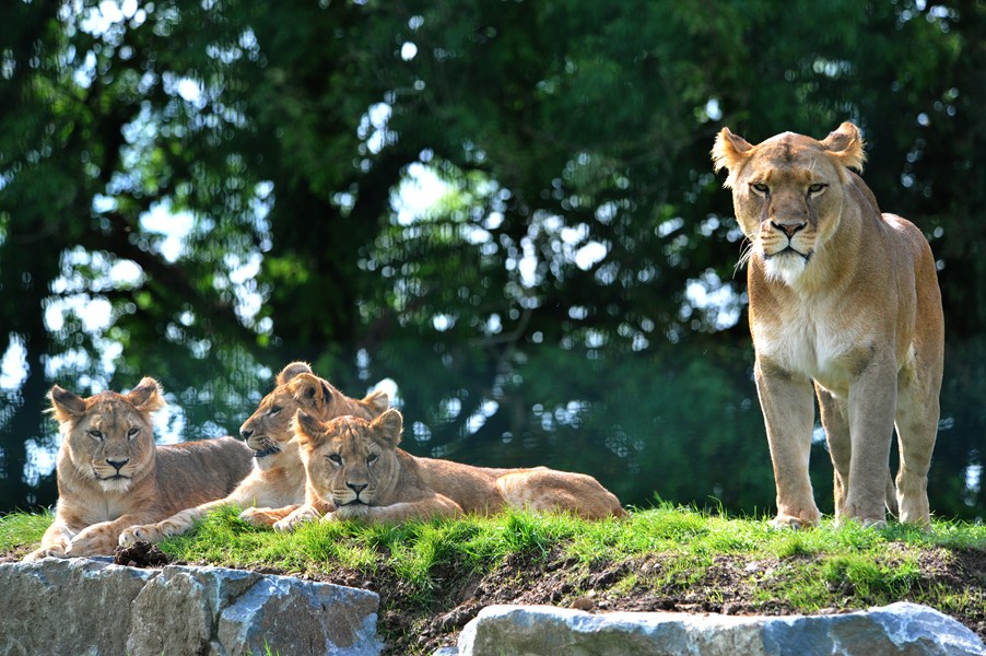 Folly Farm